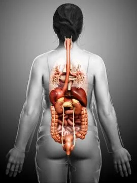3d rendered medically accurate illustration of Female Digestive System  and h Stock Illustration