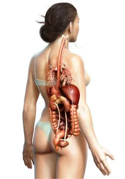 3d rendered medically accurate illustration of Female Digestive System  and h Stock Illustration