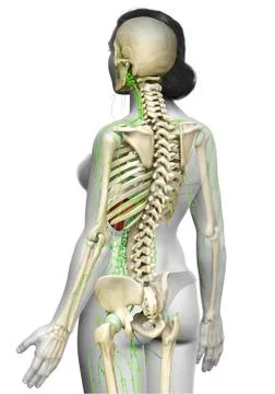 3d rendered medically accurate illustration of a female lymphatic system Stock Illustration