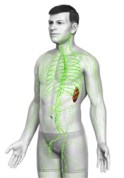 3d rendered medically accurate illustration of a male lymphatic system Stock Illustration