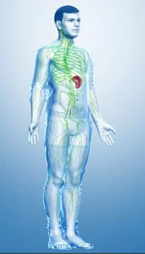 3d rendered medically accurate illustration of a male lymphatic system Stock Illustration