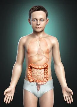 3d rendered, medically accurate illustration of boy large intestine anatomy Stock Illustration