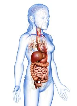 3d rendered medically accurate illustration of young girl Digestive System Stock Illustration