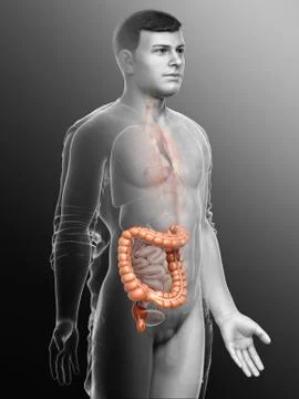 3d rendered, medically accurate illustration of male  large intestine anatomy Stock Illustration