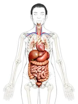 3d rendered medically accurate illustration of Female Digestive System  and h Stock Illustration
