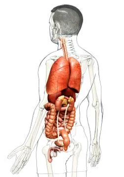 Seamless pattern with internal organs. Human body anatomy. Health