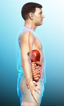 3d rendered medically accurate illustration of male Digestive System. 스톡 일러스트