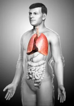 3d rendered, medically accurate illustration of a male lung anatomy Stock Illustration