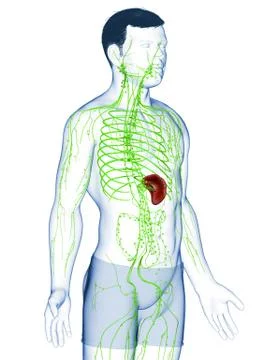 3d rendered medically accurate illustration of a male lymphatic system Stock Illustration