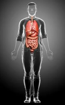 3d rendered medically accurate illustration of male  Internal organs Stock Illustration