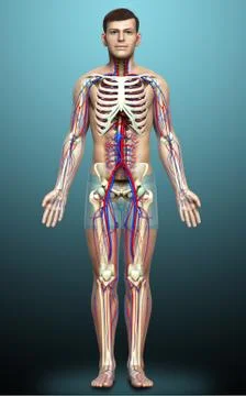 3d rendered medically accurate illustration of the male circulatory and skele Stock Illustration