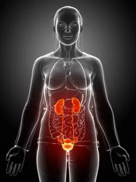 3d rendered, medically accurate illustration of the female highlighted kidney Stock Illustration