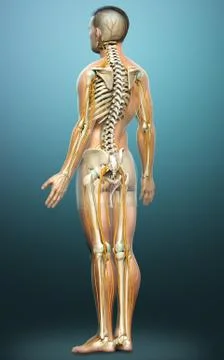 3d rendered medically accurate illustration of the nervous system and skeleto Stock Illustration