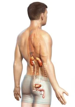 3d rendered, medically accurate illustration of the kidneys Stock Illustration