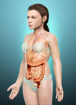 3d rendered, medically accurate illustration of girl large intestine anatomy Illustrazione stock