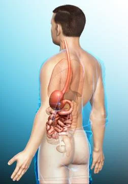 3d rendered, medically accurate illustration of a male stomach and small inte Illustrazione stock