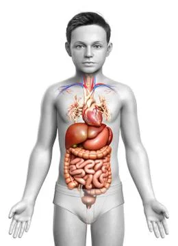 3d rendered medically accurate illustration of Boy Digestive System  and hear 库存插图