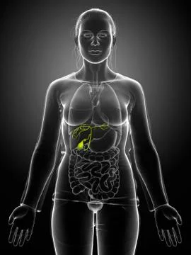 3d rendered medically accurate illustration of female Organs Gallbladder Anat Stock Illustration