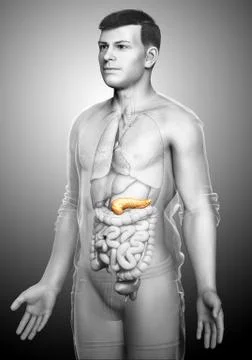 3d rendered, medically accurate illustration of a male pancreas Stock Illustration