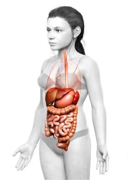3d rendered medically accurate illustration of young girl Digestive System 스톡 일러스트
