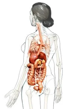 3d rendered medically accurate illustration of Female Digestive System  and h 스톡 일러스트