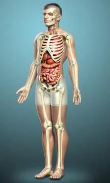 3d rendered medically accurate illustration of male  Internal organs and skel Stock Illustration