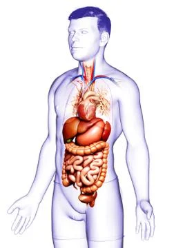 3d rendered medically accurate illustration of male Digestive System  and hea 库存插图