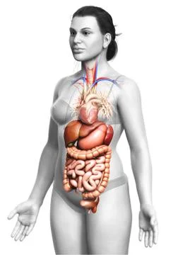 3d rendered medically accurate illustration of Female Digestive System  and h 스톡 일러스트