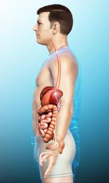 3d rendered medically accurate illustration of male Digestive System. 스톡 일러스트