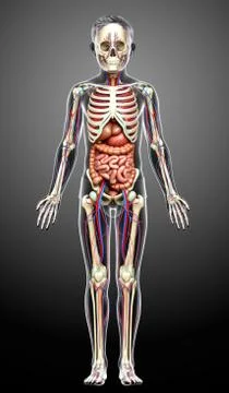 3d rendered medically accurate illustration of boy Internal organs, skeleton  Stock Illustration