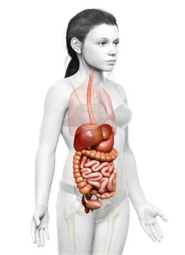 3d rendered medically accurate illustration of young girl Digestive System Stock Illustration