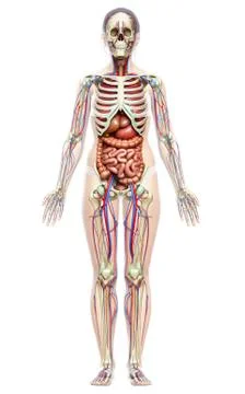 3d rendered medically accurate illustration of female Internal organs, skelet Stock Illustration