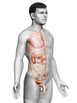 3d rendered, medically accurate illustration of the kidneys Stock Illustration