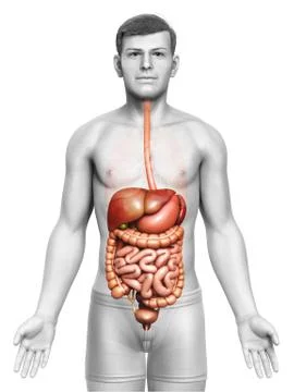 3d rendered medically accurate illustration of male Digestive System. Stock Illustration