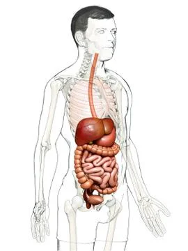 3d rendered medically accurate illustration of male Digestive System. Illustrazione stock
