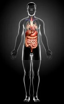 3d rendered medically accurate illustration of male Digestive System. Stock Illustration