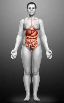 3d rendered medically accurate illustration of female Digestive System. 스톡 일러스트