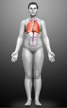 3d rendered, medically accurate illustration of a female lung anatomy Stock Illustration