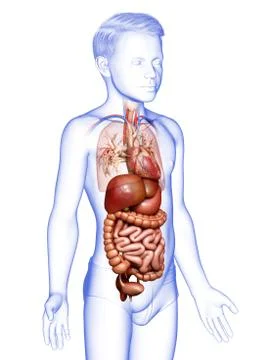 3d rendered medically accurate illustration of Boy Digestive System  and hear 스톡 일러스트