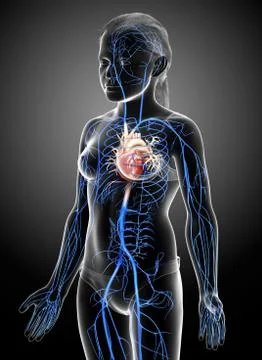 3d rendered medically accurate illustration of young girl Veins anatomy Stock Illustration