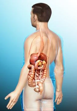 3d rendered medically accurate illustration of male Digestive System. 库存插图