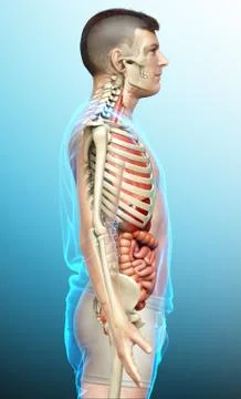 3d rendered medically accurate illustration of male  Internal organs and skel Stock Illustration