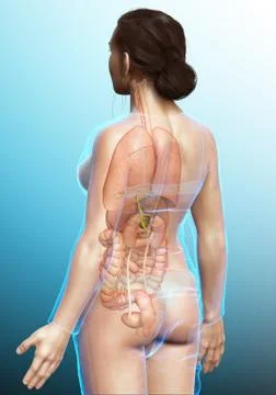 3d rendered medically accurate illustration of female  Internal organs Stock Illustration