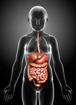 3d rendered medically accurate illustration of young girl Digestive System. 库存插图