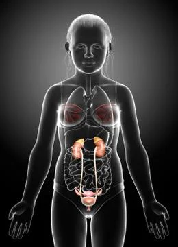 3d rendered, medically accurate illustration of the young girl kidneys anatom Stock Illustration