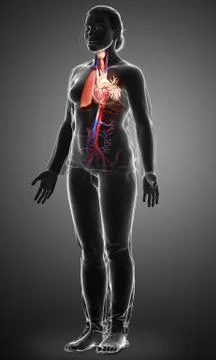 3d rendered, medically accurate illustration of a female lung anatomy Stock Illustration