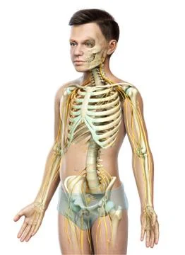 3d rendered medically accurate illustration of a young boy nervous system and Stock Illustration