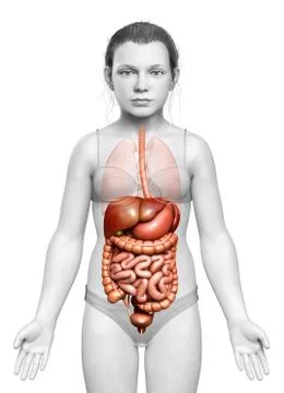 3d rendered medically accurate illustration of young girl Digestive System Stock Illustration