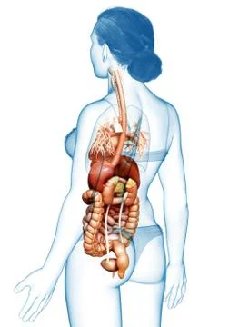 3d rendered medically accurate illustration of Female Digestive System  and h Illustrazione stock