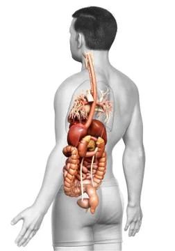 3d rendered medically accurate illustration of male Digestive System  and hea Stock Illustration